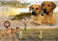 Rhodesian Ridgeback - puppies from Slovakia for sale