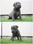 Bluenose pit bulls for sale