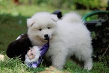 Samoyed puppies for sale - pedigree FCI