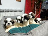 Purebred Shih Tzu puppies