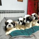 Purebred Shih Tzu puppies