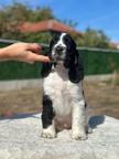 Springer spaniel with FCI pedigree