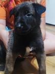 Masurian Angels OBM - Belgian Shepherd Puppies for sale from Poland