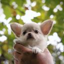 Longhair Chihuahua