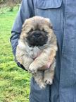 Chow Chow male puppies for sale/reservation