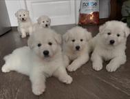 White Swiss Shepherd puppies