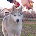 Siberian husky puppies