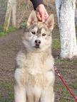 Siberian husky puppies