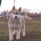 Siberian husky puppies