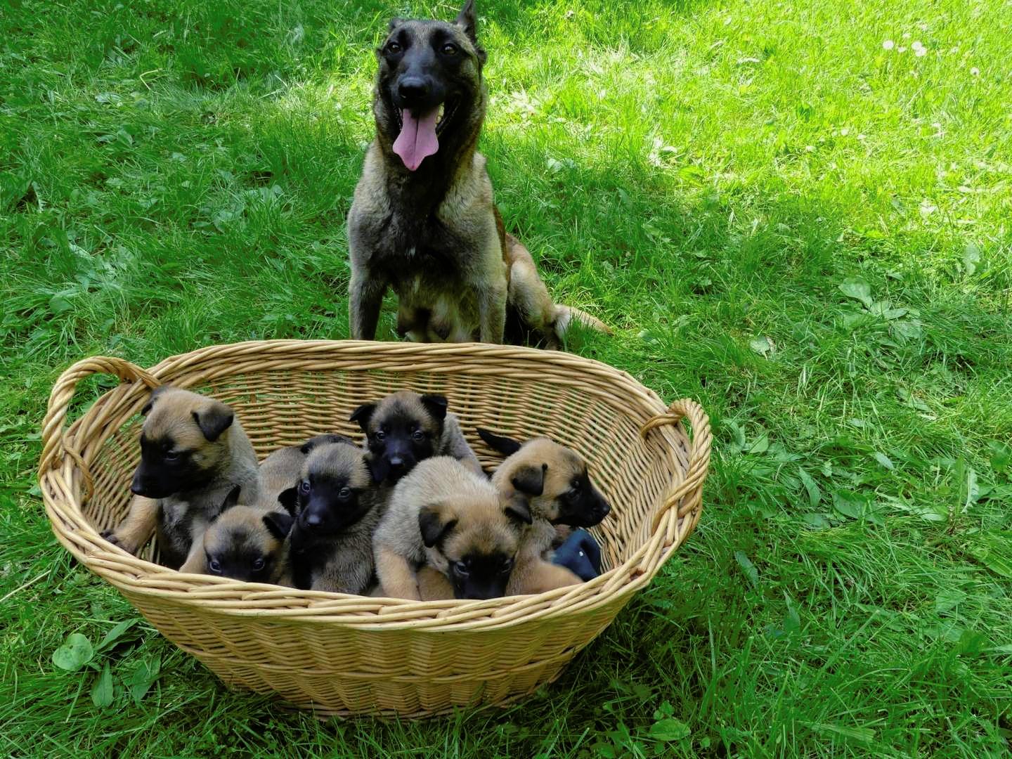 puppies-for-sale-puppies-for-sale-dogva