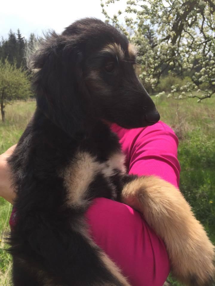 Afghan Hound (FCI) puppy girl for sale | Puppies for sale ...