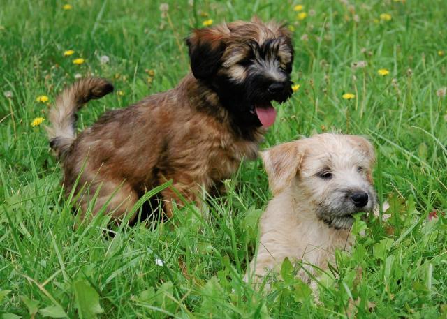 irish wheaten terrier puppy