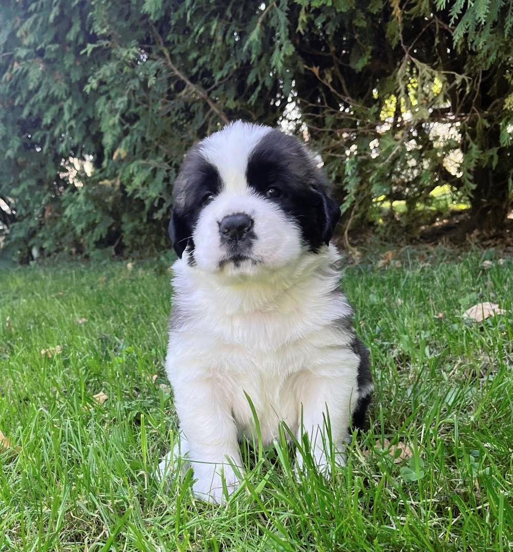 Svatobernardský pes | Puppies for sale | DOGVA.com