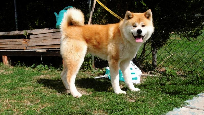 AKITA INU | Puppies for sale | DOGVA.com