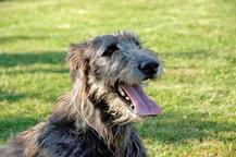 Irish Wolfhound (160) - Puppies For Sale 